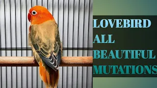 All Lovebird Mutations Names