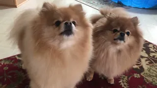 pomeranian barking playtime: the funniest bark cute dogs