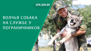 Волчья собака на службе у пограничников