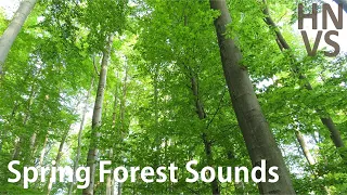 Spring Forest Sounds - Birds Singing Songs - 1 Hour Relaxing Nature  Video Scenes