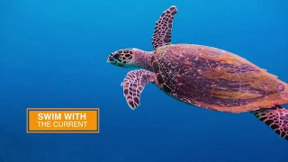 LIfe Lessons From a Sea Turtle