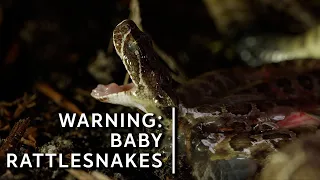 Prairie rattlesnakes are born live with fangs and venom, but no rattles