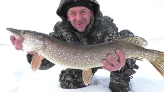 Щуки Мамки на жерлицы дали жару! Лыткино, рыбалка зимой!