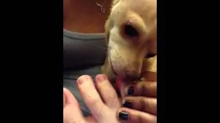 pedicure by Miso the Chihuahua