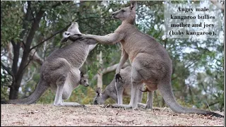 Angry male kangaroo bullies mother and joey baby