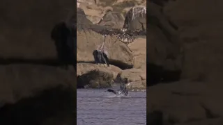 Young Bald Eagle gets a kick out of scaring Cormorants and a Blue Heron! #baldeagle