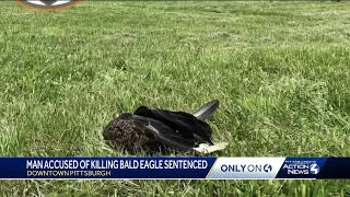 Man accused of killing bald eagle sentenced