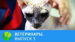 Ветеринары. Попугай, собачка, кошка, лиса | Живая Планета