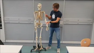 Anatomie einfach erklärt