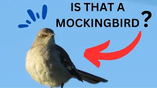 Two Easy Ways of Identifying a Mockingbird!