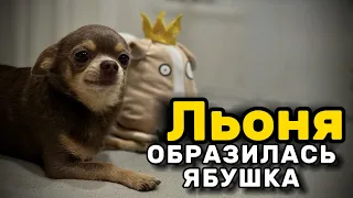 ЯБУШКА ОБРАЗИЛАСЬ НА Льоню