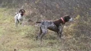 German Shorthaired Pointers Pheasant Hunting NH 2011
