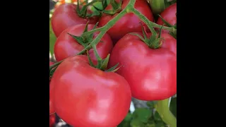 Урожай помидор в теплице 2021 года