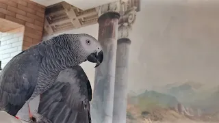 ✅ - АЛЛО, КТО ГОВОРИТ? 📞 - ЧУШКА! 🤣 ЖАКО ПЕТРУНЯ 🐦FUNNY PARROT ZHAKO PETRUNYA 🔥 (СУБТИТРЫ)