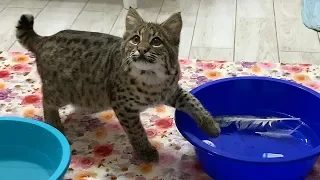 SURPRISE FOR BOBCAT LUNA - PLAYING WITH WATER