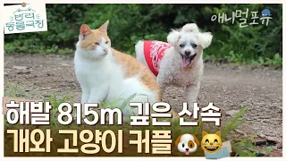 개랑 고양이랑 이렇게 친하다고?! 해발 815m 깊은 숲속엔 개냥이 커플이 산다! 🐶😸 | KBS 반려동물극장 240404 방송