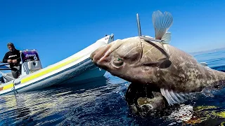 Spearfishing - White Groupers In Clear Water