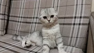 😻Трейлер Scottish Fold Kitten 🐱 Купили Шотландскую Вислоухою Кошку Хлоя 🐱 Коты и Кошки