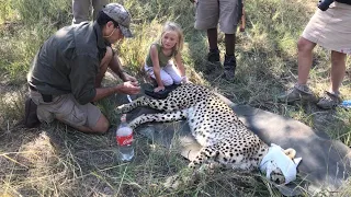 CINDY CHEETAH RESCUE