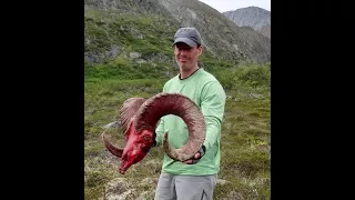 Monster Dall Sheep from Alaska's Chugach Mountains
