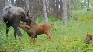 Alaskan moose with her baby calf