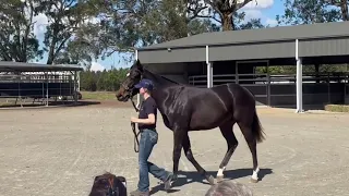 Pierata ex Alderney colt parading