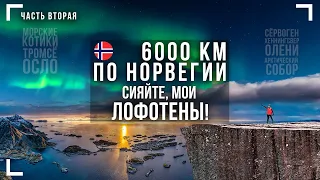 6000 км по Норвегии. Часть 2. Лофотены / северное сияние / Хеннингсвер / Морские котики / Олени