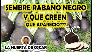 SEMBRE RABANO NEGRO Y QUE CREEN QUE SALIO ???