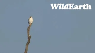 WildEarth - Sunrise Safari -  13 August 2023