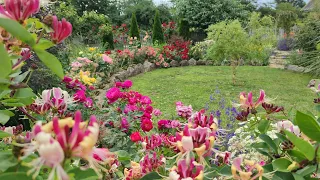 Міксбордер з трояндами🌹Сорти троянд і їх компаньйони.Ландшафт ділянки своїми руками.Аліум, тюльпани