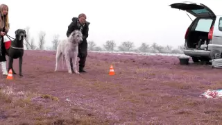 Coursing with Great Dane and Irish Wolfhound