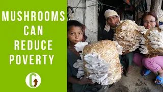 How Mushrooms Can Reduce Poverty & Malnutrition (Inc. Examples) | GroCycle