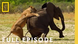 Surving the Grasslands (Full Episode) | Hostile Planet