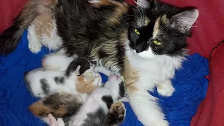 Protective Mother Cat Not Leaving Her Kittens Alone While They're Sleeping