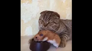 Хомяк ест прямо из миски кота, кот в шоке !!!:)))