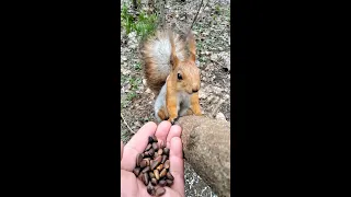 Дикая белка не устояла перед кедровыми орешками / Wild squirrel couldn't resist cedar nuts