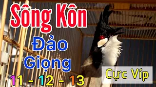 Chào Mào SÔNG KÔN Đảo Giọng Cực Hay | Luyện Chào Mào Học Giọng SÔNG KÔN | Kích Bổi Ra Giọng