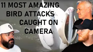 11 Most Amazing Bird Attacks Caught on Camera REACTION!! | OFFICE BLOKES REACT!!