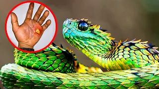 RAREST Snake Species Around The World!