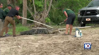 Florida man loses arm after gator encounter