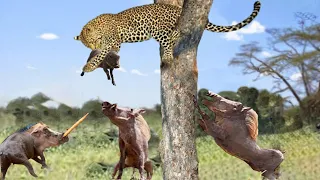 Angry Warthog Kills Leopard To Save His Cub - Warthog Vs Leopard