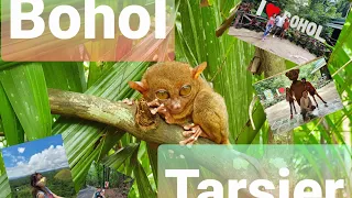 Where can you find the biggest Tarsier?🤔😂🤣 Bohol Philippines 🇵🇭