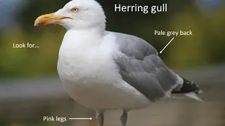 Different types of gull