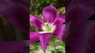 Delicate lawns of flowers, pleasant colorful flowers. Beautiful summer city flowers in the park.