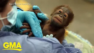 Newborn orangutan’s new name revealed