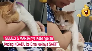 Sumpah GEMES/kucing NGADU Sakit ke EMA sambil NANGIS/kompilasi kucing lucu/#CT