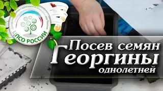 Посев Георгин. Как правильно посадить семена Георгины.