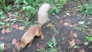 Белка пробует палец на зуб - Squirrel tries his finger on the tooth - 松鼠尝试他的手指上的牙齿