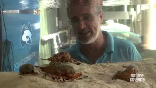 How killer cone snails kill