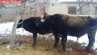 Amazing Bull | Village Animals |